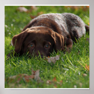 Poster Papier à chiot du laboratoire de chocolat