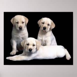 Poster Papier à puce Labrador Retriever