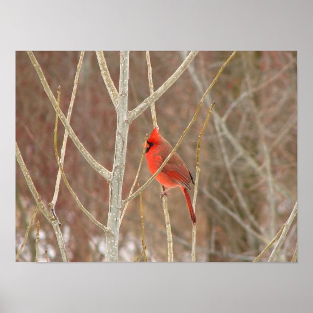 Poster Papier cardinal masculin (Devant)