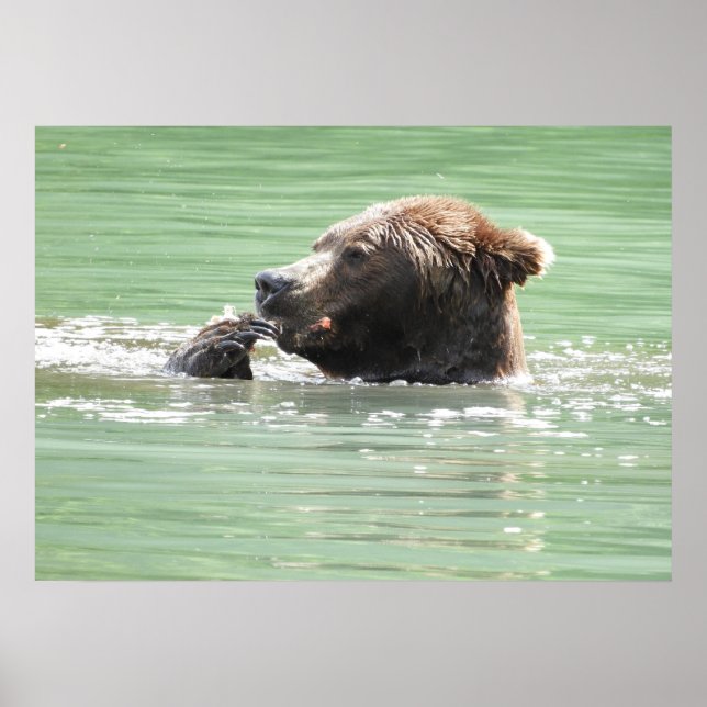 Poster Papier d'affiche 28x20 (Matte) avec ours grizzli (Devant)