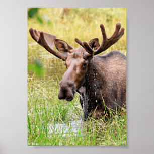 Poster Papier d'affiche 5x7 (Matte) d'orignal