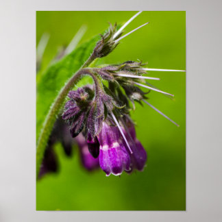 Poster Papier d'affiche à fleurs violettes (mat)