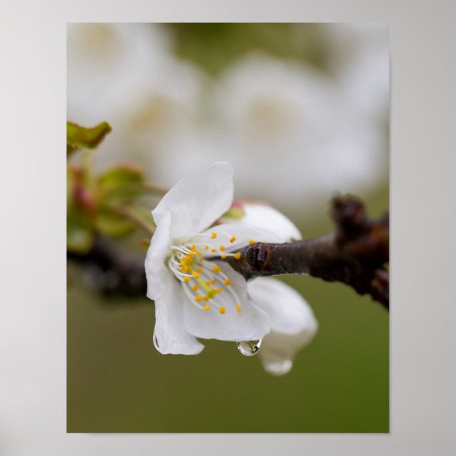 Poster Papier d'affiche de gouttelettes de pluie (Matte) (Devant)