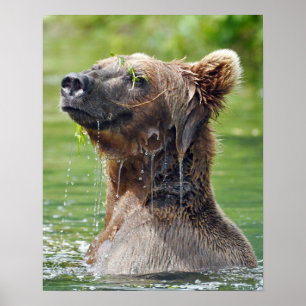 Poster Papier d'affiche de valeur 16x20 (Matte) avec ours