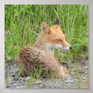 Poster Papier d'affiche de valeur 6x6 (Matte) avec renard