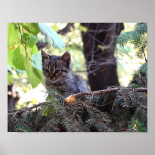 Poster Papier d'affiche de valeur photo Cute Kitten (Matt