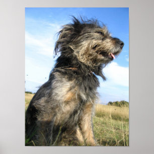 Poster Papier d'affiche de valeur photo de chien