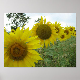 Poster Papier d'affiche de valeur photo Sunflower (Matte)