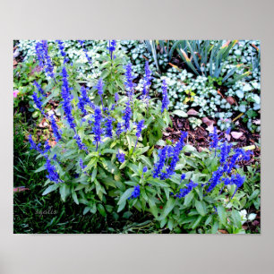 Poster Papier d'affiche de valeur pour les fleurs de salv