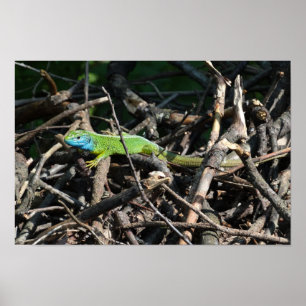 Poster Papier d'affiche Green Lizard Photo Value
