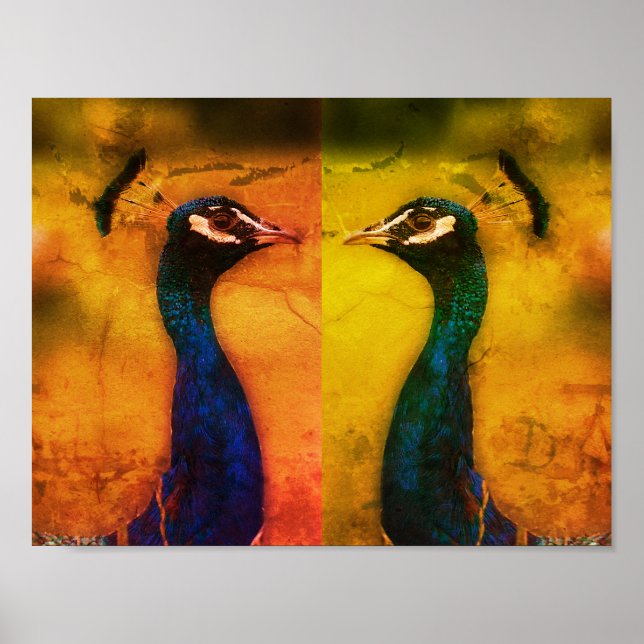 Poster Papier d'affiche Peacock Photo Value (Matte) (Devant)