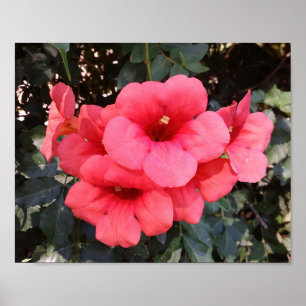 Poster Papier de l'affiche de valeur des fleurs roses