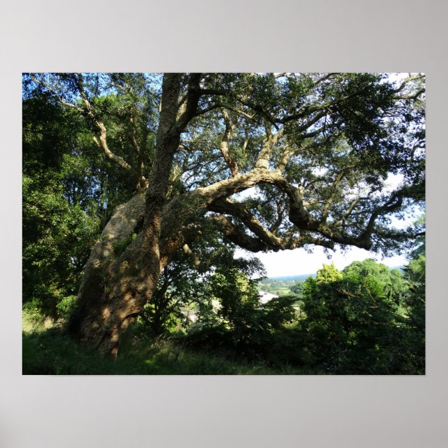 Poster Papier de l'affiche Vieux Arbre Photo Valeur (Matt (Devant)