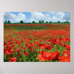 Poster Papier de toile de champs de pavot