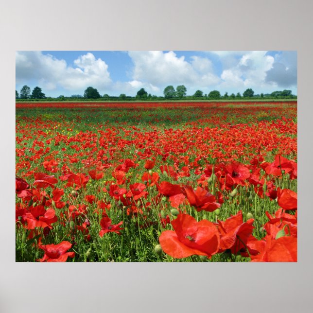 Poster Papier de toile de champs de pavot (Devant)