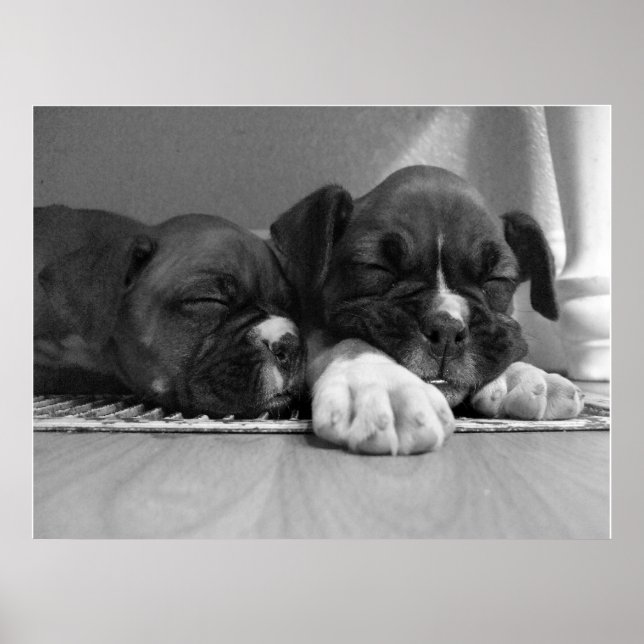Poster Papier de toile pour chiots de boîte à couchage (Devant)