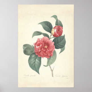 Poster Papier en toile Camelia