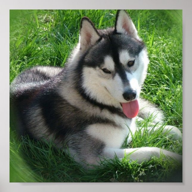 Poster Papier en toile Husky (Devant)