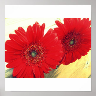 Poster Papier en toile rouge Gerberas