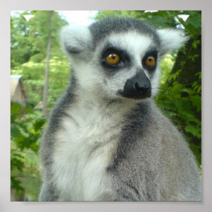 Poster Papier Lemur Madagascar