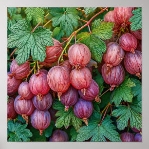 Poster Papier Peint Botanique aux Groseilles de Style Cot