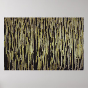 Poster Papier peint cactus vert