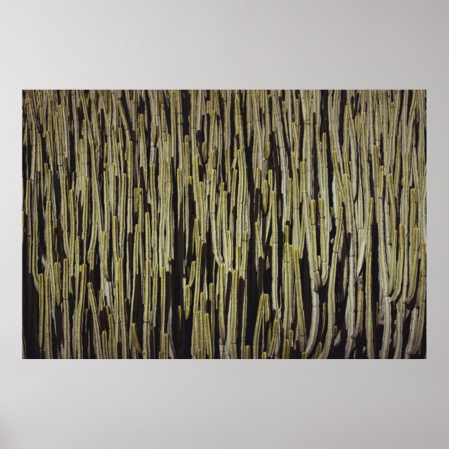 Poster Papier peint cactus vert (Devant)