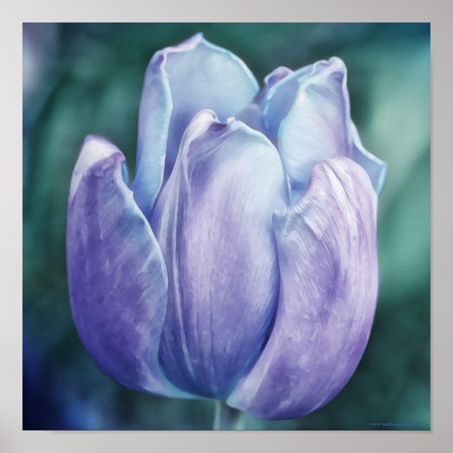 Poster Papier photo bleu violet Tulip (Devant)
