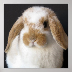 Poster Papier pour bébé Holland