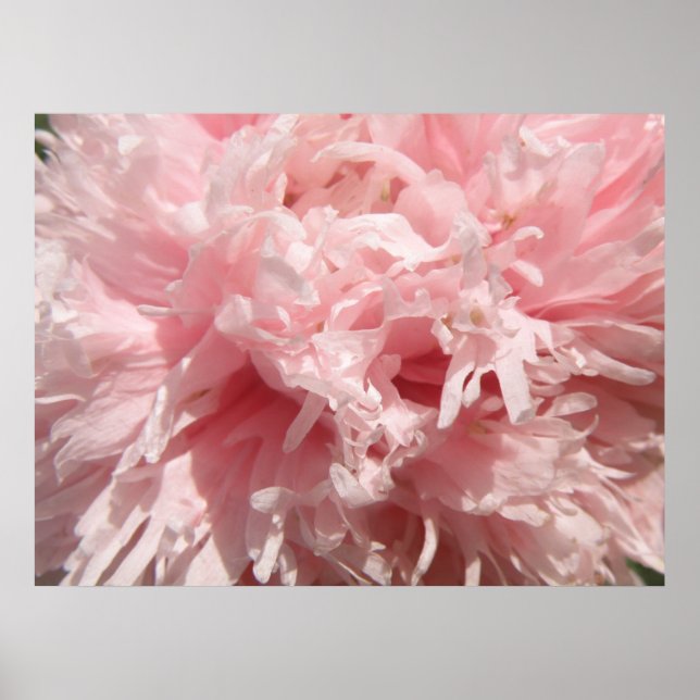 Poster Papier Pretty Pale Rose (Devant)