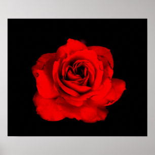 Poster Papier rose rouge