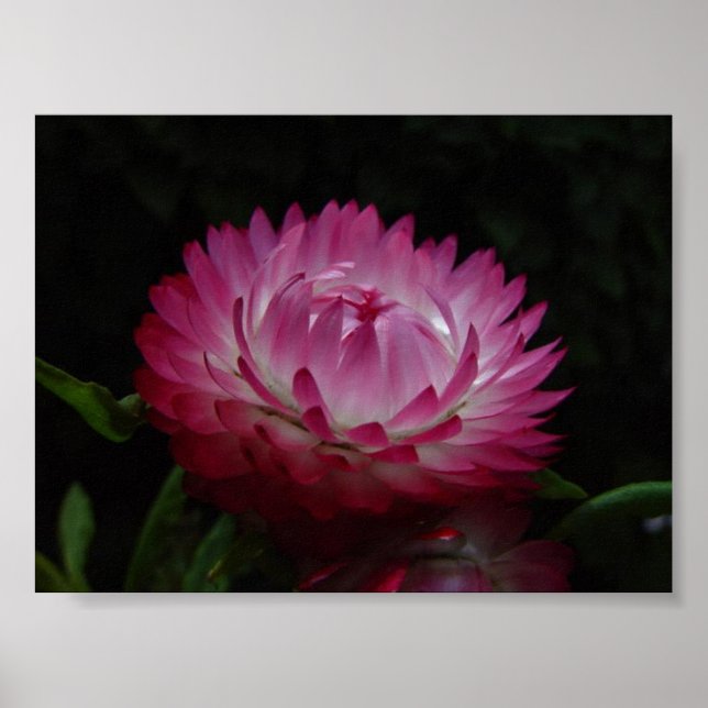 Poster Papier rose toile de marguerite Imprimer (Devant)