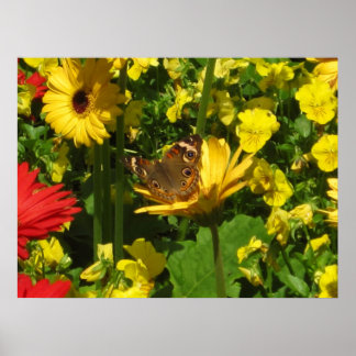 Poster Papillon
