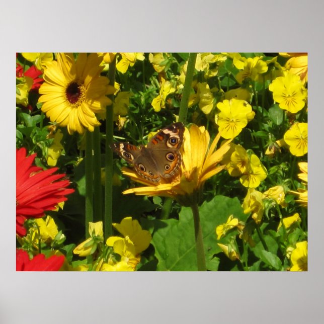 Poster Papillon (Devant)