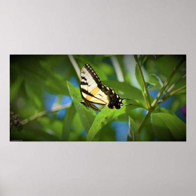 Poster Papillon,  (Devant)