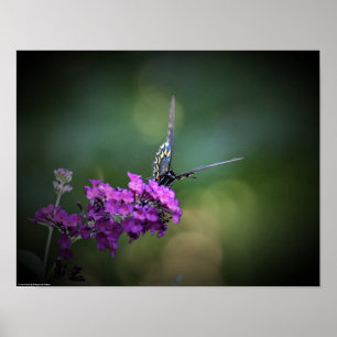 Poster Papillon,