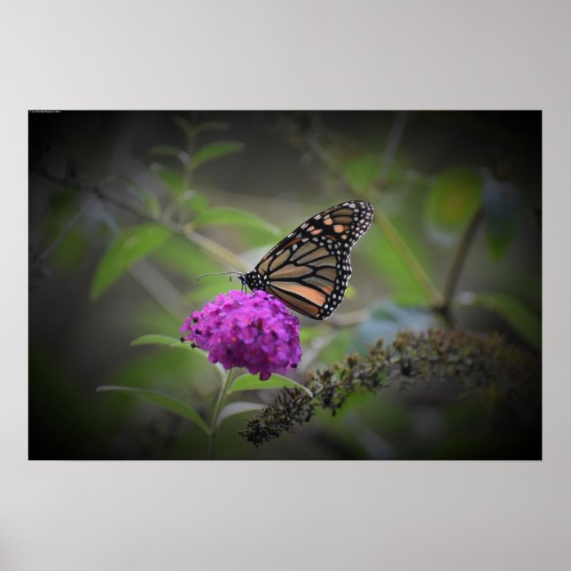 Poster Papillon, (Devant)