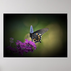 Poster Papillon,