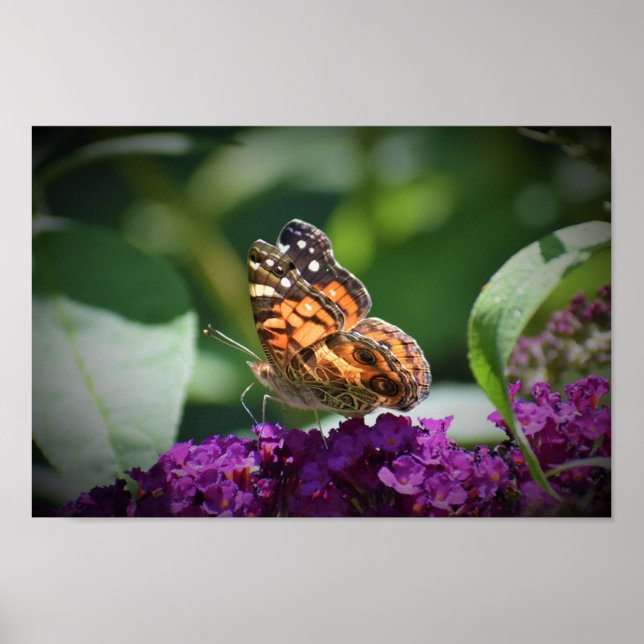 Poster Papillon, (Devant)