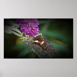 Poster Papillon,