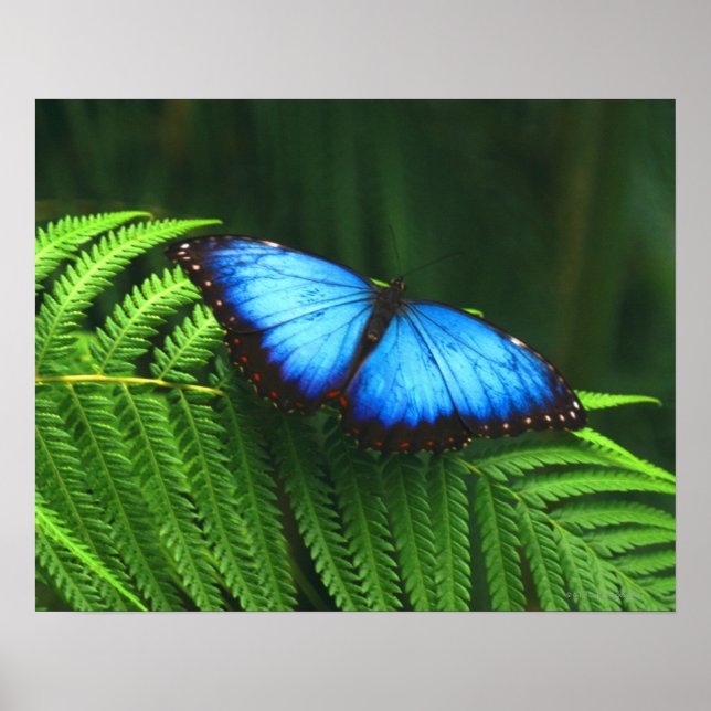 Poster Papillon (Devant)
