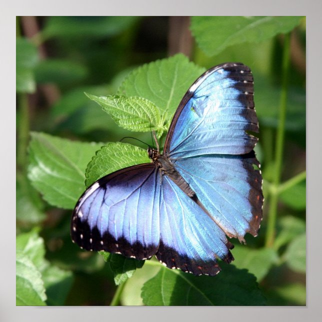 Poster papillon (Devant)