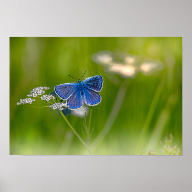 Poster Papillon (Devant)