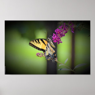 Poster Papillon,