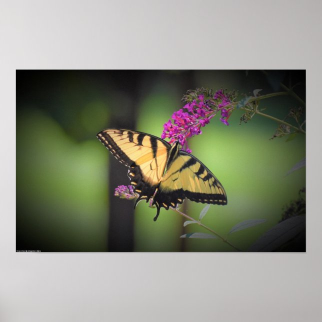 Poster Papillon, (Devant)