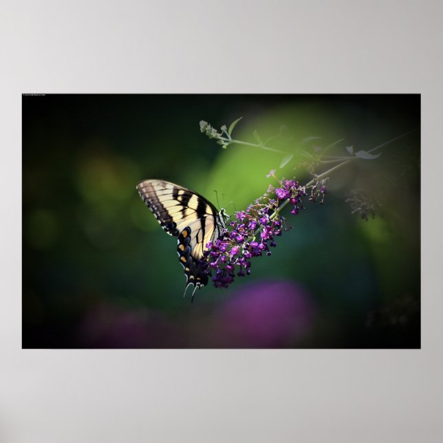 Poster Papillon, (Devant)