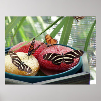 Poster papillon