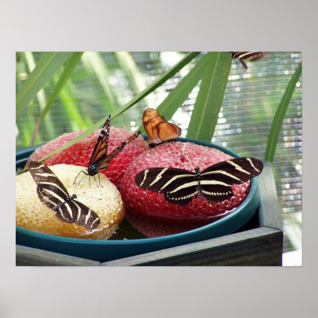 Poster papillon (Devant)