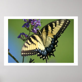 Poster Papillon 1