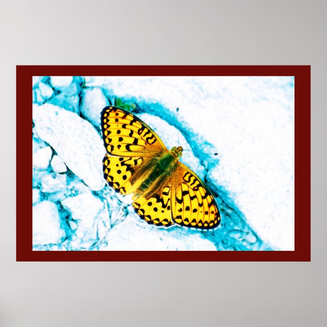 Poster papillon 2 (Devant)